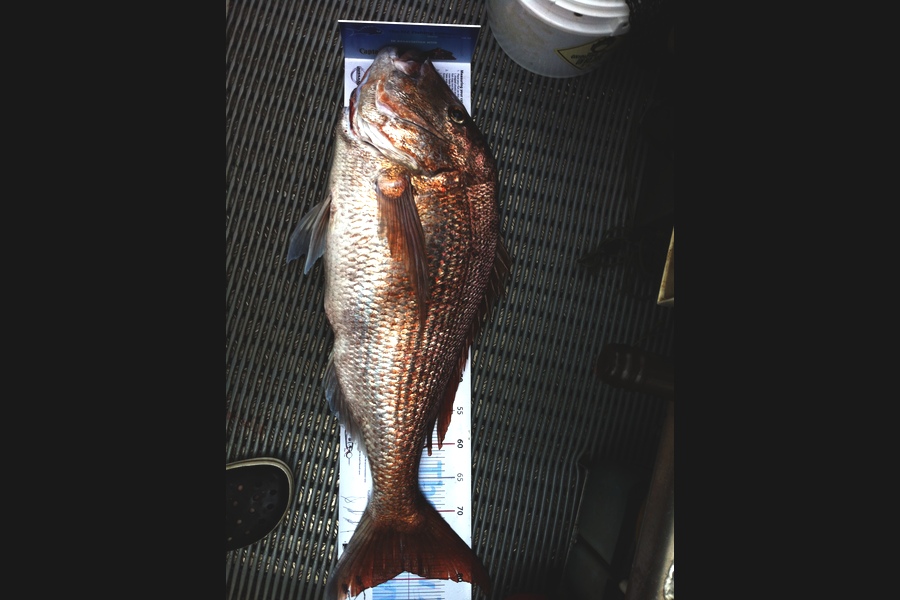 Brent Wall caught this 79.0cm Snapper at Cape Karikari during The Export NZ Fishing Competition
