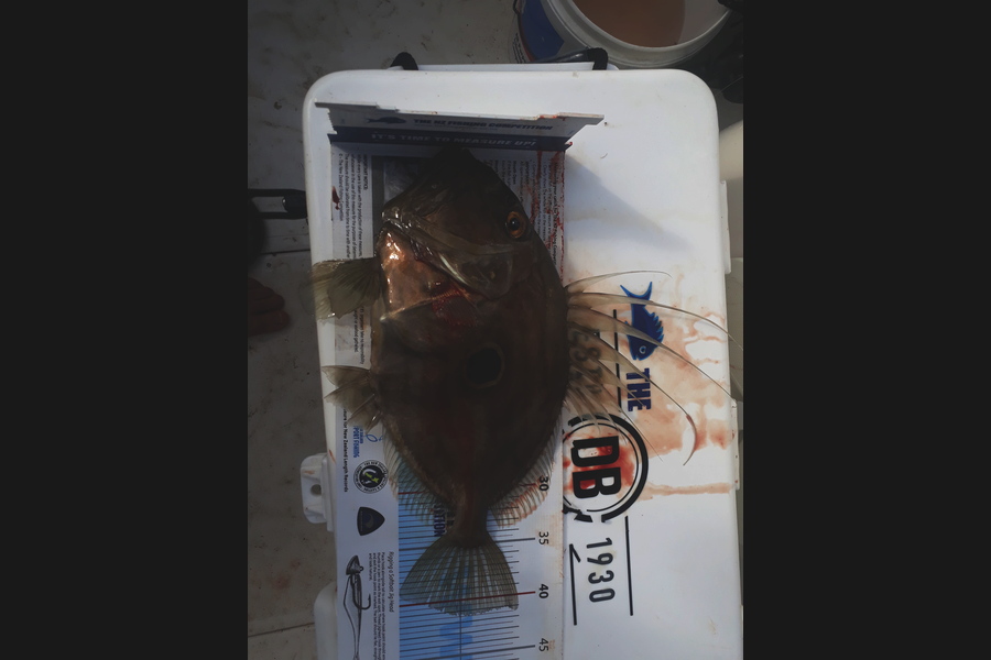Nigel Boreham caught this 41.0cm John Dory at Firth Of Thames during The Export NZ Fishing Competition