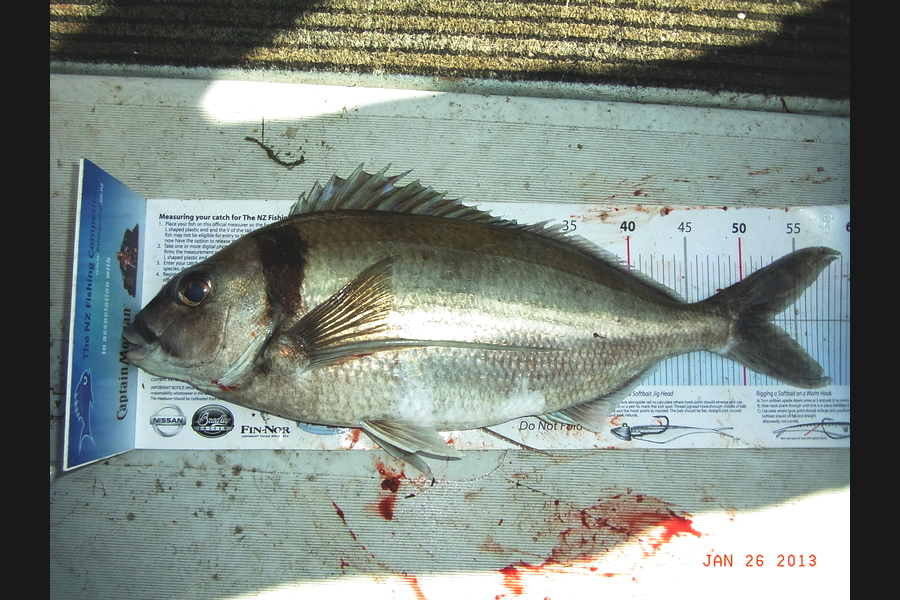 Gavin Henderson caught this 52.5cm Tarakihi at kapiti during The Export NZ Fishing Competition