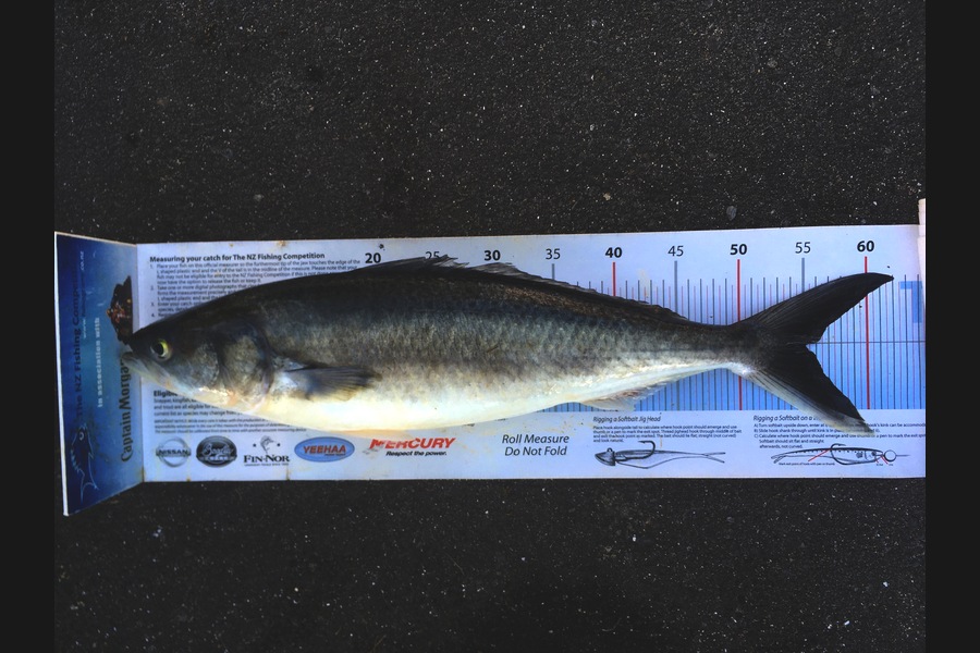 Anthony Murray caught this 55.0cm Kahawai at Welly West during The Export NZ Fishing Competition