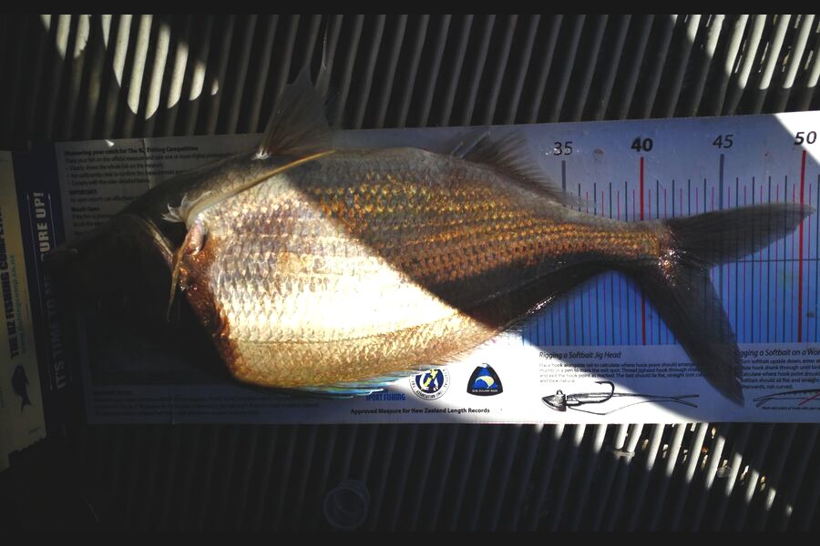 Leigh Page caught this 44.0cm Tarakihi at Wellington south coast during The Export NZ Fishing Competition
