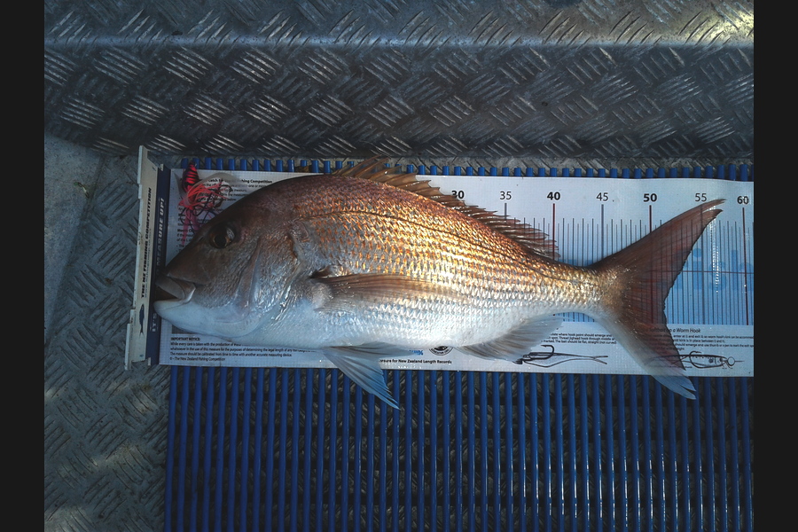 Brian  Gallogly caught this 51.0cm Snapper at Waiheke during The Export NZ Fishing Competition