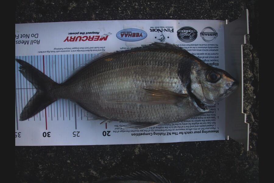Craig Tweedie caught this 31.0cm Tarakihi at Wellington during The Export NZ Fishing Competition