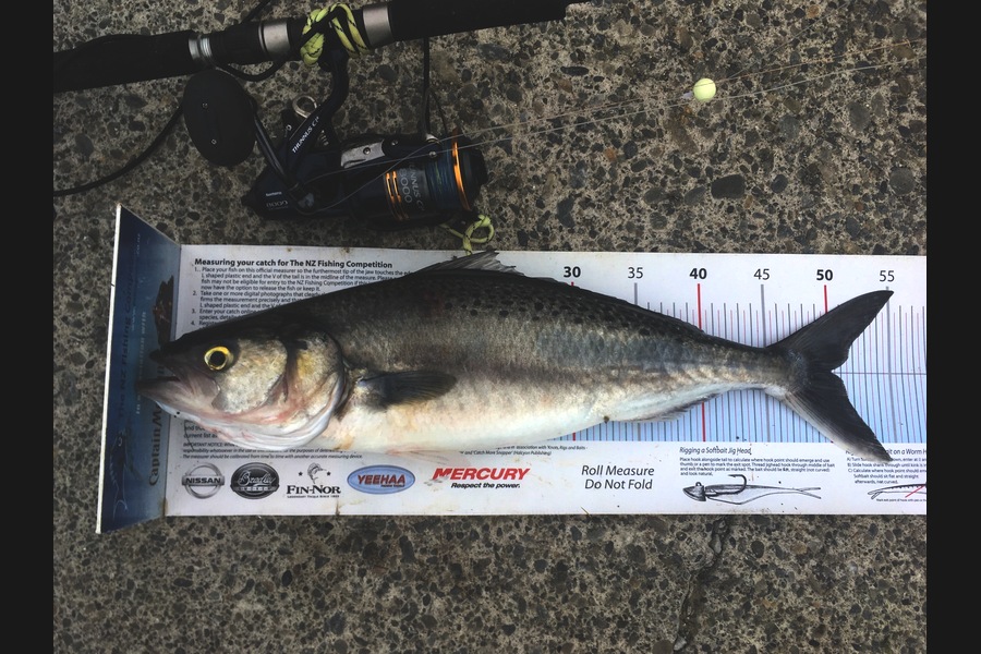 Anthony Murray caught this 50.0cm Kahawai at Pukerua Bay during The Export NZ Fishing Competition