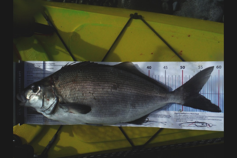 Dwayne Aberhart caught this 54.0cm Blue Moki at Banks peninsula during The Export NZ Fishing Competition