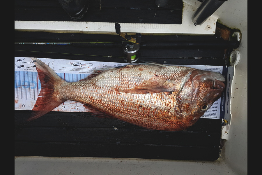 Lloyd Wood caught this 68.5cm Snapper at Raglan during The Export NZ Fishing Competition