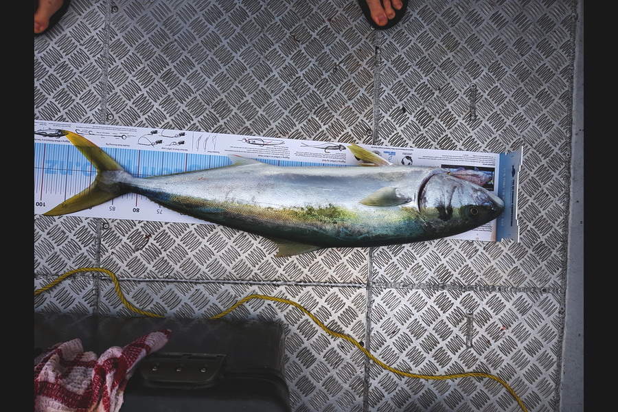 Donald Burnett caught this 88.0cm Kingfish at Tahua during The Export NZ Fishing Competition