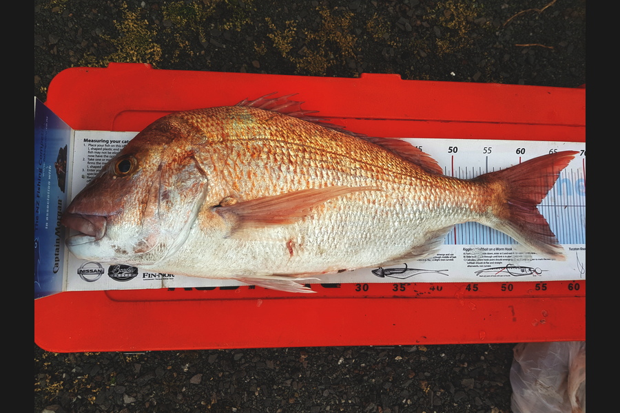 Ivo Jurisich caught this 62.0cm Snapper at kaipara harbour over the bar during The Export NZ Fishing Competition