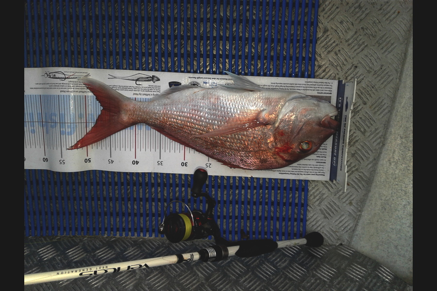 Brian  Gallogly caught this 46.5cm Snapper at Waiheke Is. during The Export NZ Fishing Competition