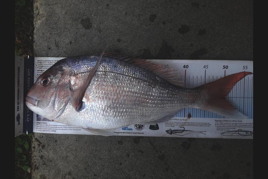 Clayton Hancock caught this 49cm Snapper at Himatangi Beach  during The Export NZ Fishing Competition