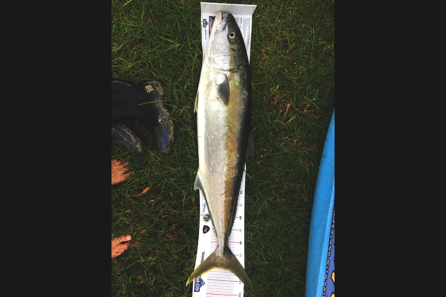 Alastair Munro caught this 101cm Kingfish at Bream Bay during The Export NZ Fishing Competition