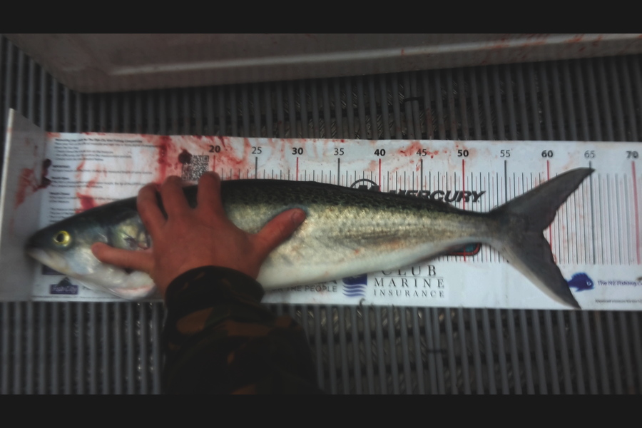Lachlan Haddon caught this 59.0cm Kahawai at Waitamata during The Export NZ Fishing Competition
