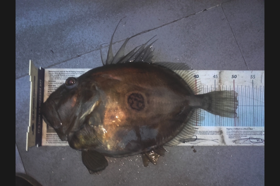 Brad Colville caught this 51.0cm John Dory at Durville Island during The Export NZ Fishing Competition