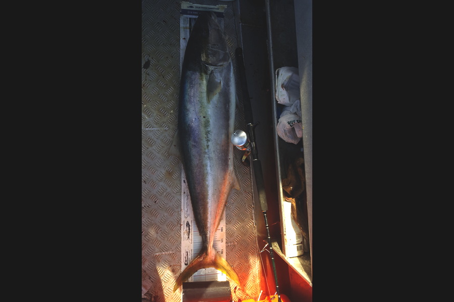 Curtis  Harris caught this 116.5cm Kingfish at North Cape during The Export NZ Fishing Competition
