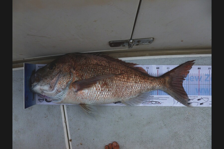Dave Adams caught this 72.0cm Snapper at Great Barrier during The Export NZ Fishing Competition