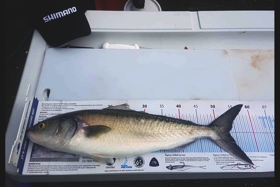 Stephanie  Fairweather  caught this 53.0cm Kahawai at Wellington  during The Export NZ Fishing Competition