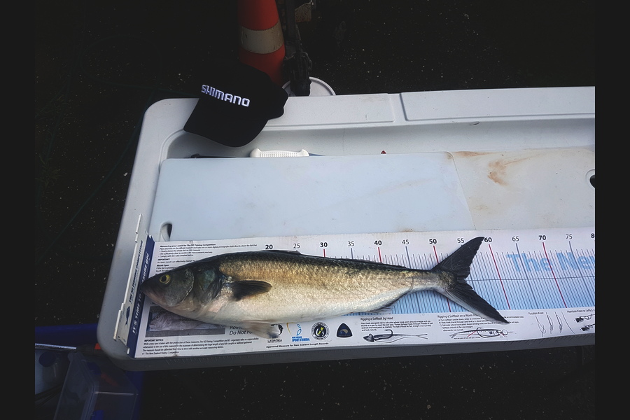 Samuel Georges caught this 53.5cm Kahawai at Wellington during The Export NZ Fishing Competition