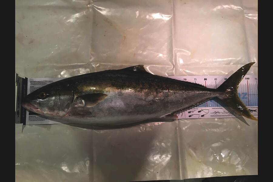 Phanat Chiv caught this 94.0cm Kingfish at Kapiti during The Export NZ Fishing Competition