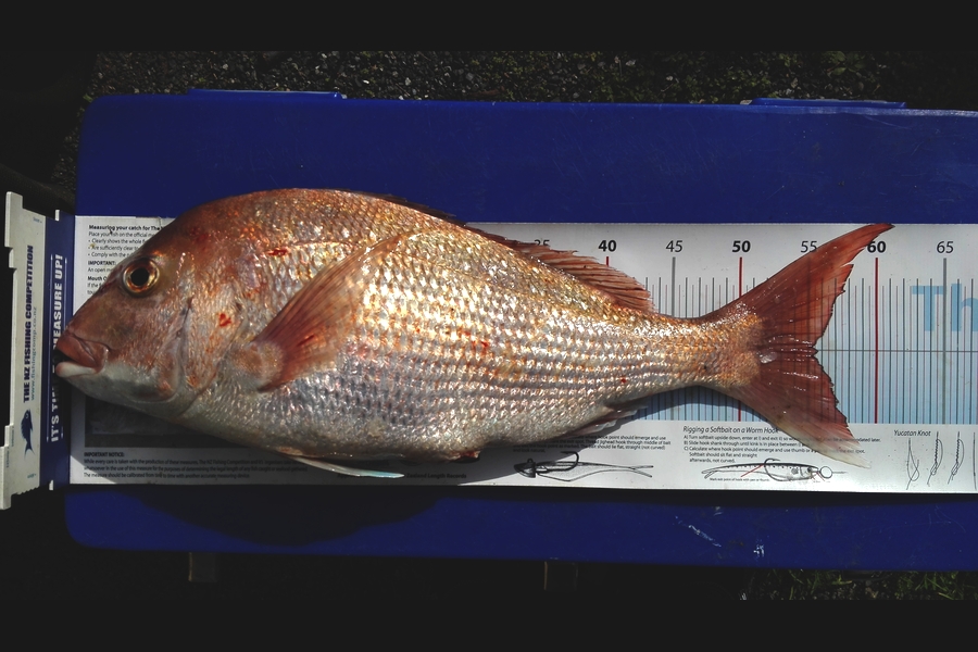 Mathew Goodall caught this 55.5cm Snapper at Firth during The Export NZ Fishing Competition