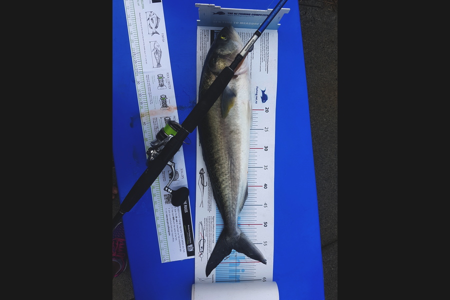 Paul Catterall caught this 56cm Kahawai at Kauwau during The Export NZ Fishing Competition