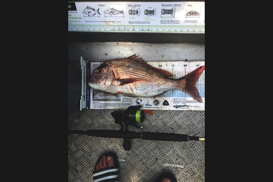 Sarah Hawkes caught this 44.0cm Snapper at Whangarei heads during The Export NZ Fishing Competition