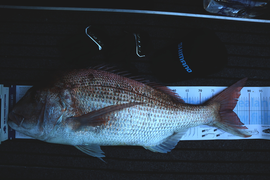 Mark Cotton caught this 82.0cm Snapper at Tasman Bay during The Export NZ Fishing Competition