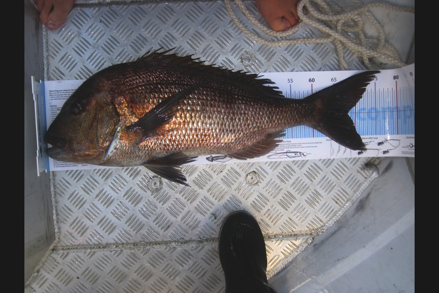 Manuel Greenland caught this 68cm Snapper at Hauraki Gulf during The Export NZ Fishing Competition