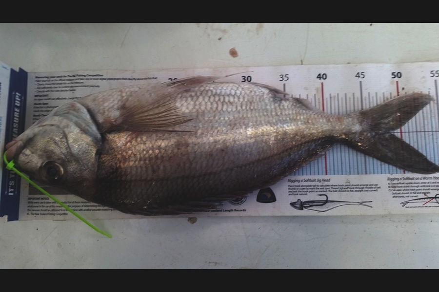 Darrell Healey caught this 48.0cm Tarakihi at Wanganui during The Export NZ Fishing Competition