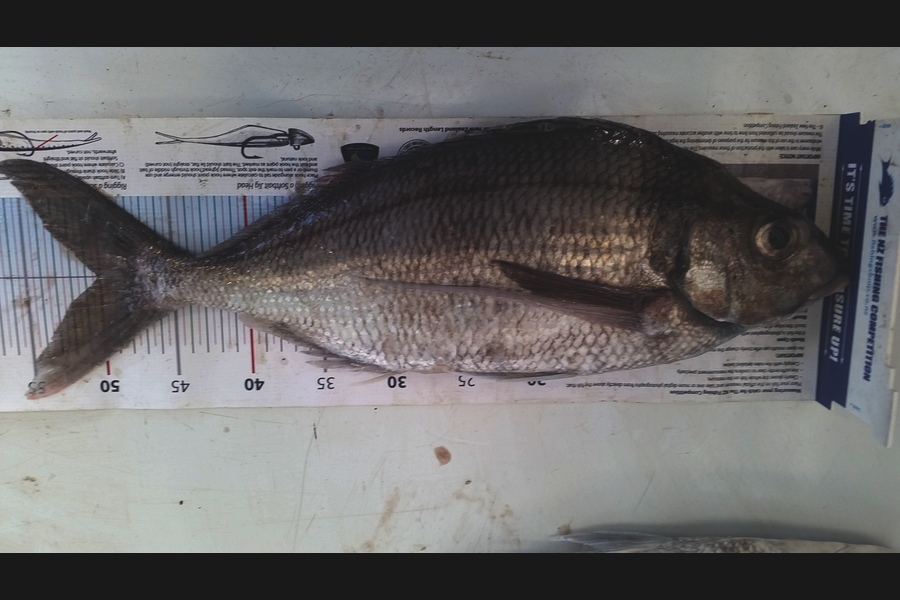 Paul Laugesen caught this 50.0cm Tarakihi at Wanganui during The Export NZ Fishing Competition