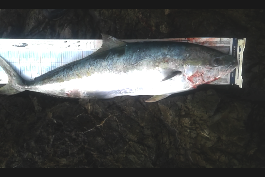 Steven Jameson caught this 100.0cm Kingfish at 21st rock during The Export NZ Fishing Competition