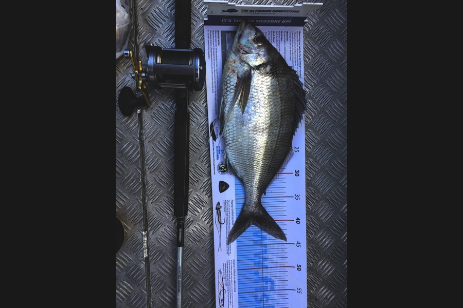 Scott Marriott caught this 40.5cm Tarakihi at Kapiti  during The Export NZ Fishing Competition