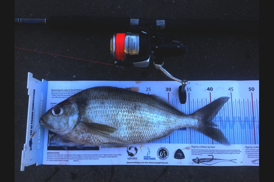 Diane Hart caught this 40.0cm Tarakihi at Waihi Beach during The Export NZ Fishing Competition
