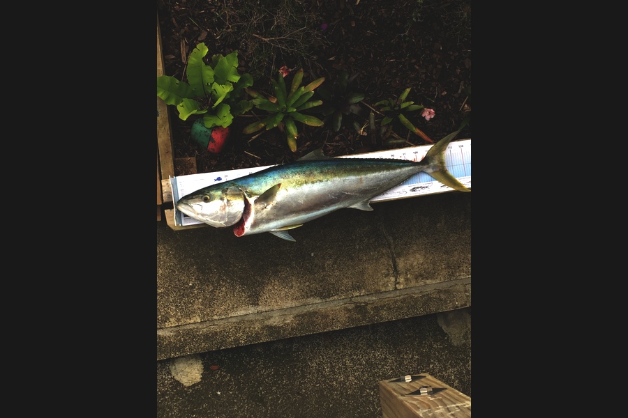 Peter Maurice caught this 107cm Kingfish at Maungonui during The Export NZ Fishing Competition