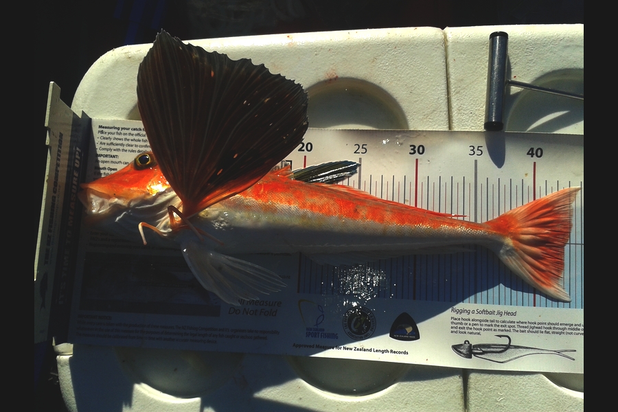 Dan Musson caught this 42.5cm Gurnard at Welly sth coast during The Export NZ Fishing Competition