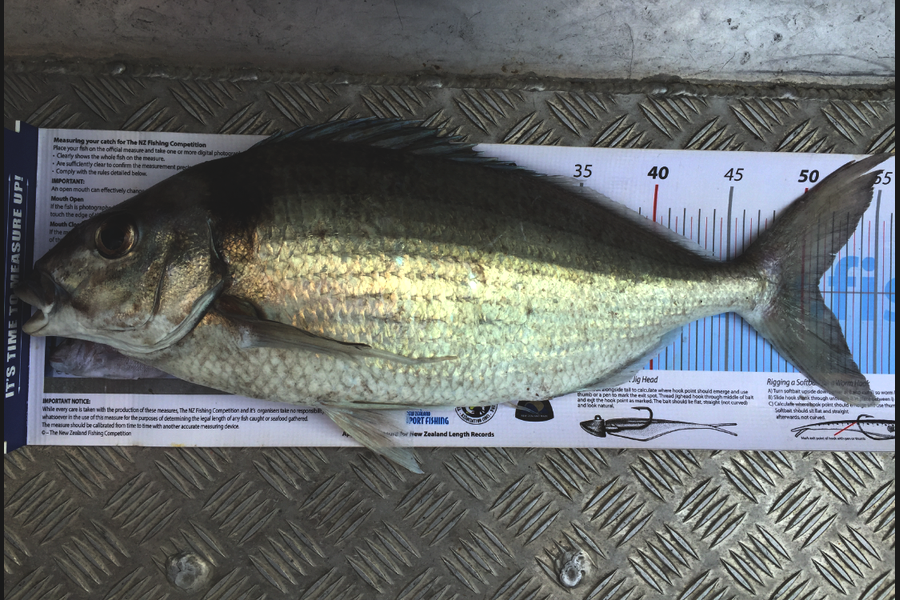 Scott Marriott caught this 51.0cm Tarakihi at Kapiti  during The Export NZ Fishing Competition