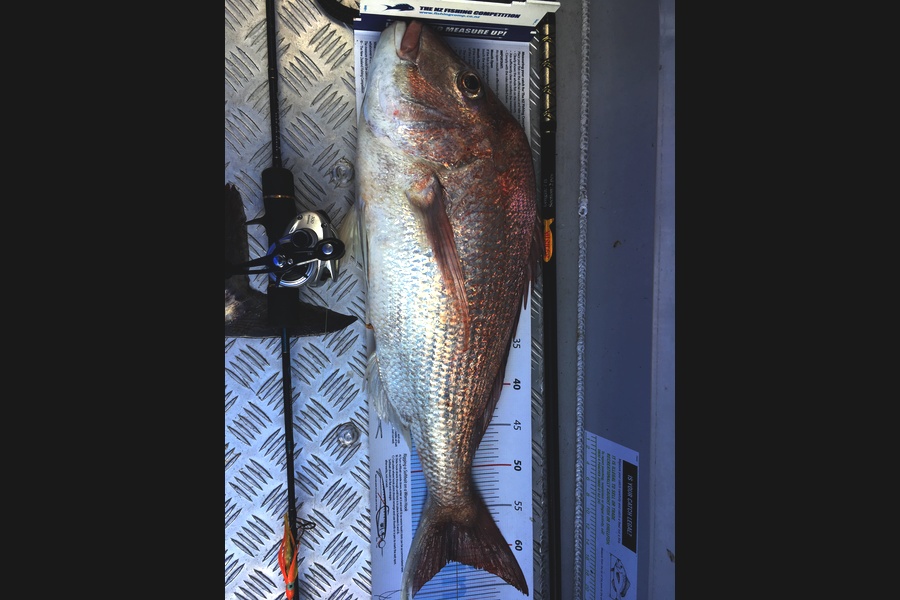 Greg Watkins caught this 61.0cm Snapper at Gt Barrier  during The Export NZ Fishing Competition