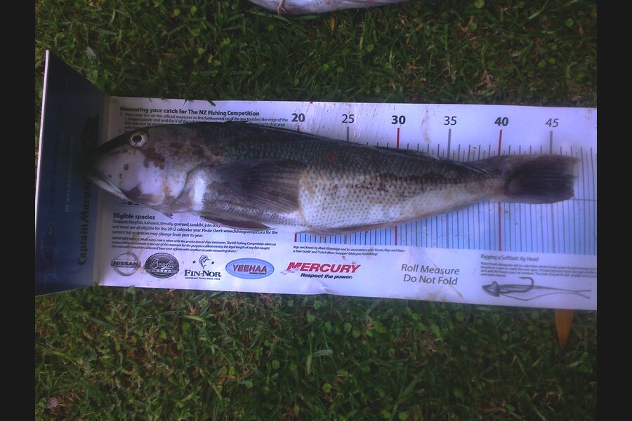 Paul Jervis caught this 47.0cm Blue Cod at kapiti during The Export NZ Fishing Competition
