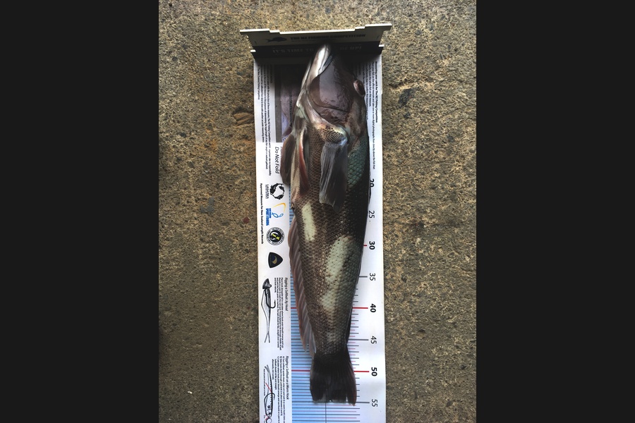 Fred Southerwood caught this 55.0cm Blue Cod at Kapiti during The Export NZ Fishing Competition