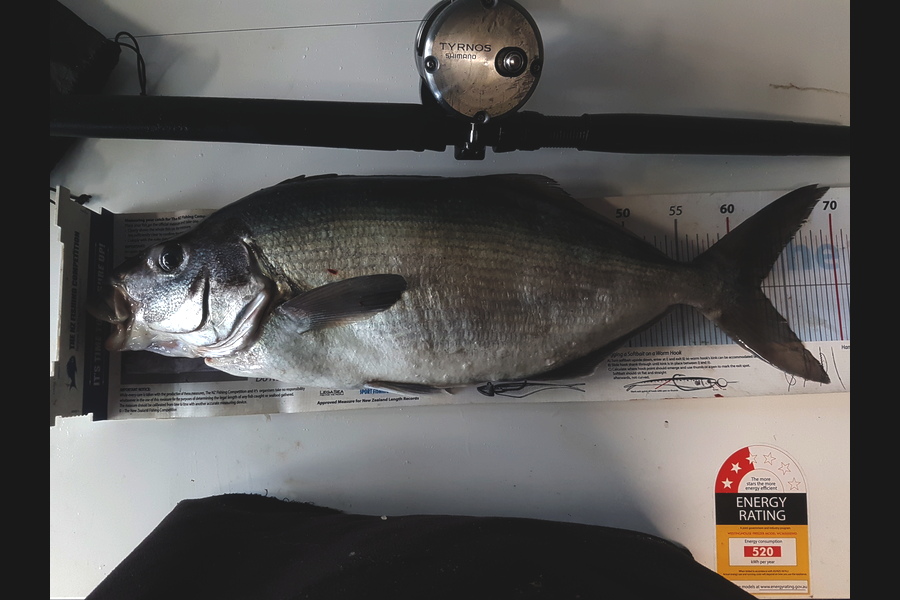 David  Higgins  caught this 62.5cm Blue Moki at Wanganui during The Export NZ Fishing Competition