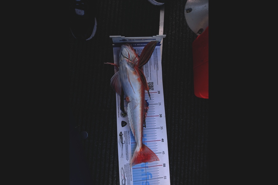 Carl McCoy caught this 48.0cm Gurnard at Fitzroy Bay during The Export NZ Fishing Competition