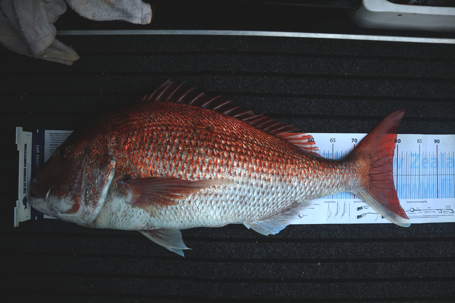 Mark Cotton caught this 79.0cm Snapper at Tasman Bay during The Export NZ Fishing Competition
