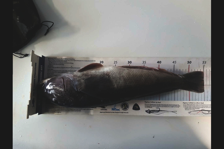 Paul Laugesen caught this 55.0cm Blue Cod at Wanganui during The Export NZ Fishing Competition