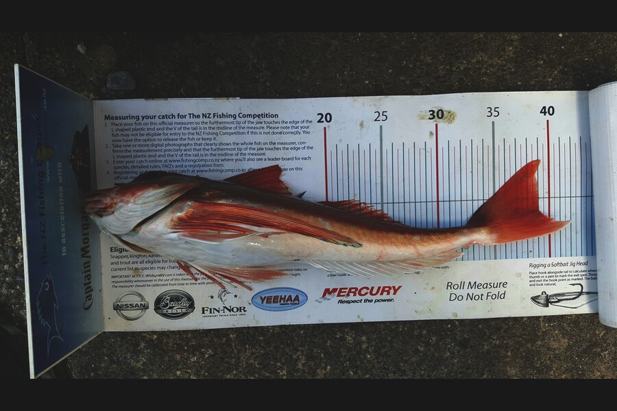 Dan Musson caught this 39.0cm Gurnard at Welly sth coast during The Export NZ Fishing Competition