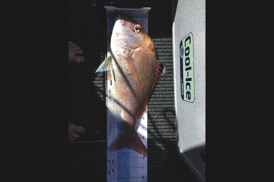 Barry Crook caught this 65.0cm Snapper at Colville  during The Export NZ Fishing Competition