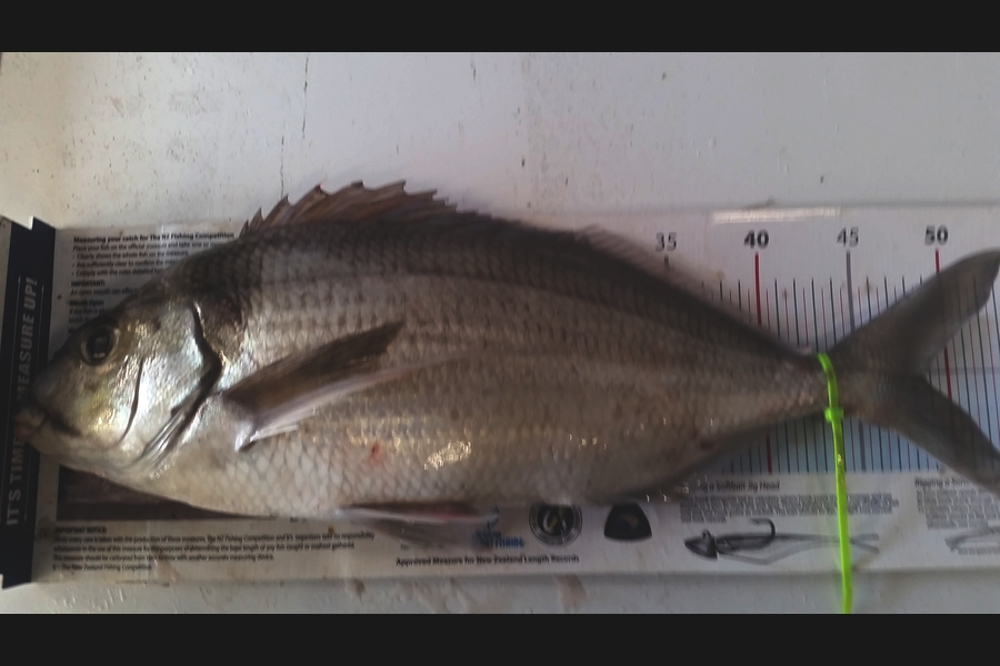 Darrell Healey caught this 48.5cm Tarakihi at Wanganui during The Export NZ Fishing Competition