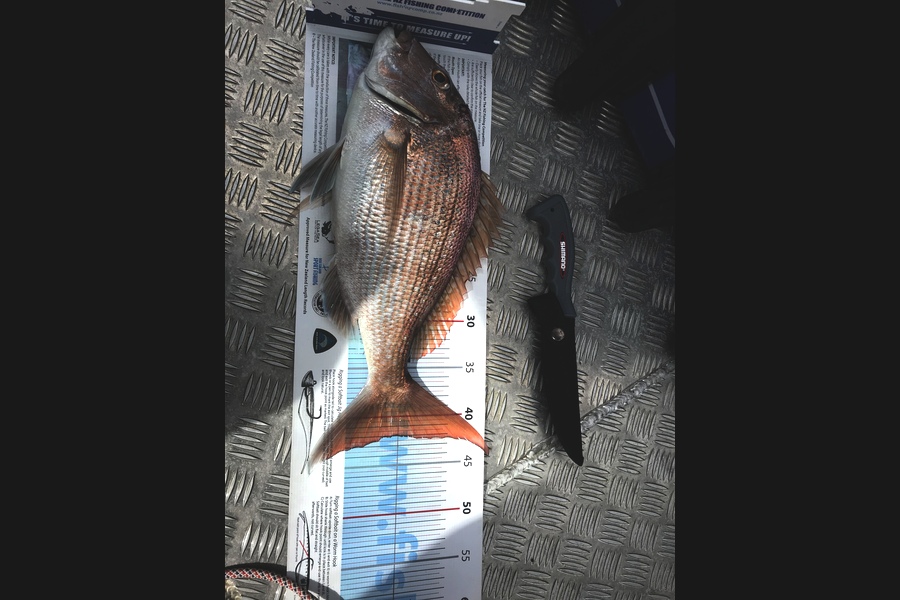 Mike Harvey caught this 42.0cm Snapper at Kaiaua shallows during The Export NZ Fishing Competition