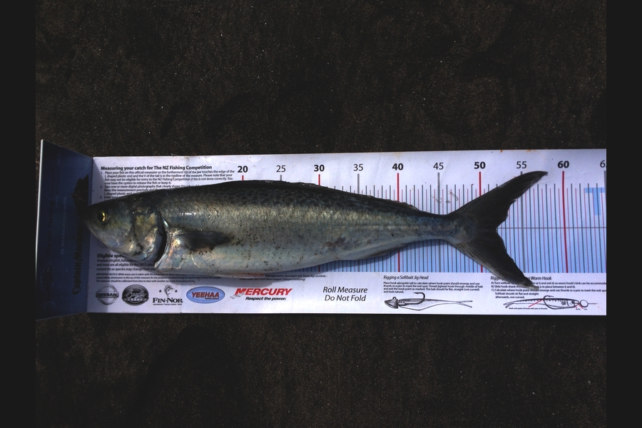 Barry Williams caught this 52.0cm Kahawai at Whatipu during The Export NZ Fishing Competition