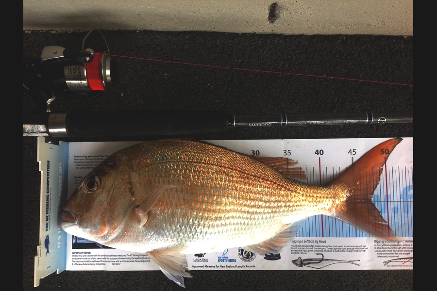 Stephen Hart  caught this 47.5cm Snapper at Waihi Beach during The Export NZ Fishing Competition