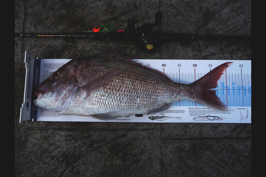 Bob Beardsmore caught this 56.0cm Snapper at Bream Bay during The Export NZ Fishing Competition