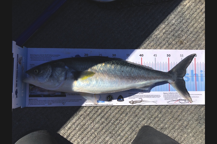 Daneo  Huxtable  caught this 55.0cm Kahawai at Schooner rocks during The Export NZ Fishing Competition